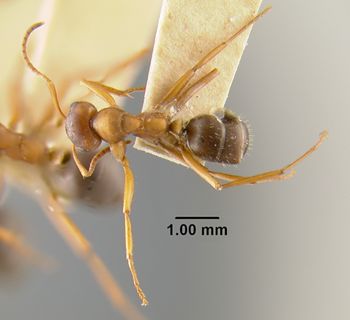 Media type: image;   Entomology 23138 Aspect: habitus dorsal view